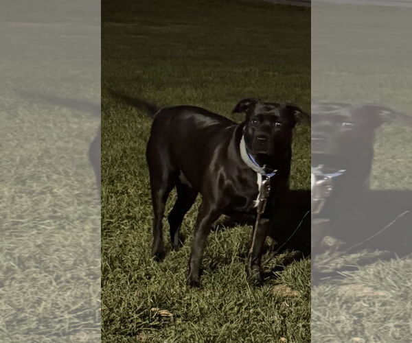 Medium Photo #2 Labrador Retriever-Unknown Mix Puppy For Sale in Williamsburg, IA, USA