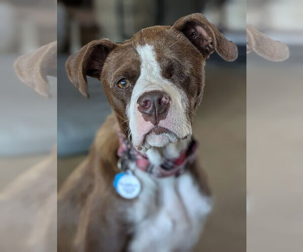 Medium Photo #2 Boxer-Unknown Mix Puppy For Sale in Boston, MA, USA