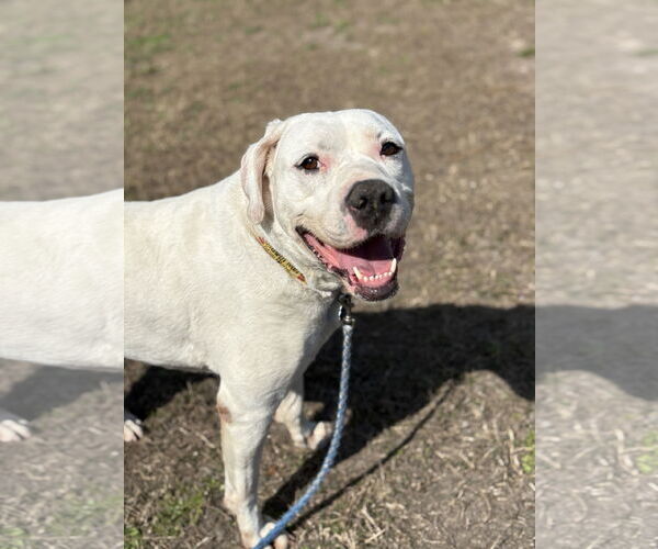 Medium Photo #3 Mutt Puppy For Sale in Virginia Beach, VA, USA