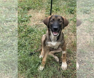 Siberian Husky-Unknown Mix Dogs for adoption in Fenton, MO, USA