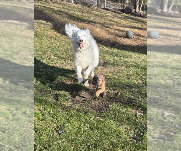 Medium Photo #4 French Bulldog-Unknown Mix Puppy For Sale in Brewster, NY, USA