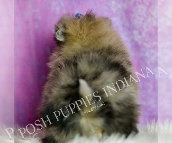 Medium Photo #42 Pomeranian Puppy For Sale in WARSAW, IN, USA
