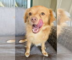 Small #1 Chihuahua-Spaniel Mix