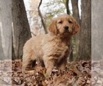 Small Photo #3 Golden Retriever Puppy For Sale in WARSAW, IN, USA