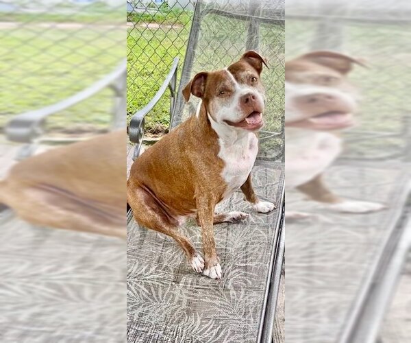 Medium Photo #6 American Pit Bull Terrier Puppy For Sale in Weston, FL, USA
