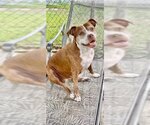 Small #5 American Pit Bull Terrier