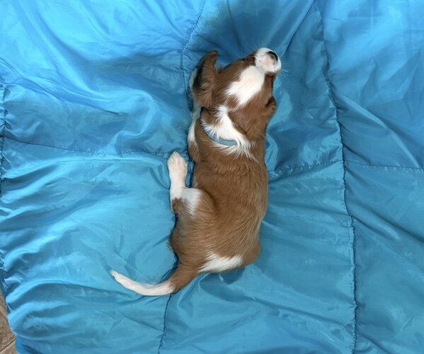 Medium Photo #4 Cavalier King Charles Spaniel Puppy For Sale in THORP, WI, USA