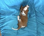 Small #3 Cavalier King Charles Spaniel