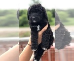 Small Photo #5 Bernedoodle Puppy For Sale in WINTER, WI, USA