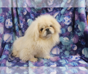 Pekingese Puppy for sale in JOICE, IA, USA