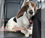 Small #7 Basset Hound