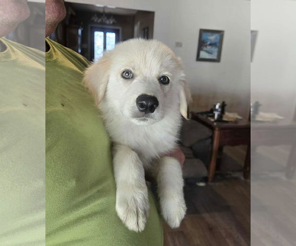 Medium Photo #4 Great Pyrenees Puppy For Sale in Spring, TX, USA