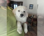 Small #3 Great Pyrenees