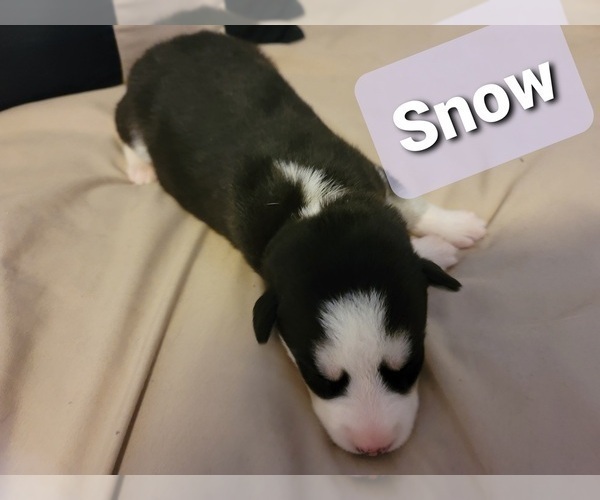 Medium Photo #2 Siberian Husky Puppy For Sale in CASEYVILLE, IL, USA