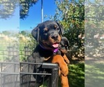 Small Photo #6 Rottweiler Puppy For Sale in RESEDA, CA, USA