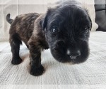 Small Photo #1 Bouvier Des Flandres Puppy For Sale in BERWICK, ME, USA