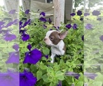 Small #1 Boston Terrier