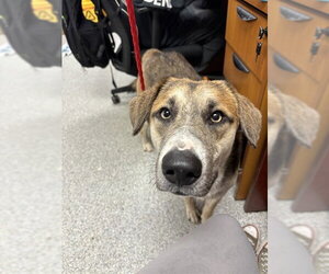 German Shepherd Dog-Unknown Mix Dogs for adoption in Pasadena, TX, USA