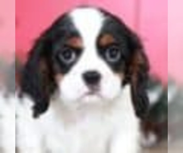 Medium Photo #2 Cavalier King Charles Spaniel Puppy For Sale in MOUNT VERNON, OH, USA