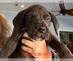 Small Photo #1 Great Dane Puppy For Sale in CLANTON, AL, USA