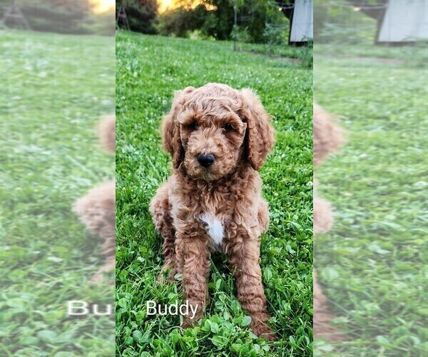 Medium Photo #7 Poodle (Standard)-Unknown Mix Puppy For Sale in LEXINGTON, IN, USA