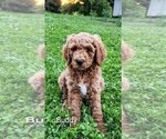 Small #6 Poodle (Standard) Mix