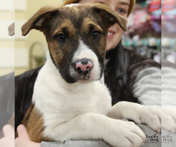 Medium Photo #4 Mutt Puppy For Sale in Washington, DC, USA