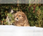 Small #1 ShihPoo