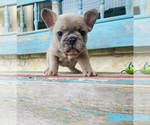 Small Photo #4 French Bulldog Puppy For Sale in WEST, TX, USA