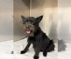 Kansas - Female Mutt Dog for Adoption - Photo #3