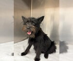 Small Photo #3 Mutt Puppy For Sale in St. Louis Park, MN, USA