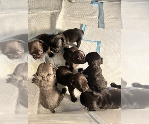 Medium Photo #12 French Bulldog Puppy For Sale in CLARKS SUMMIT, PA, USA