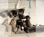 Small Photo #12 French Bulldog Puppy For Sale in CLARKS SUMMIT, PA, USA