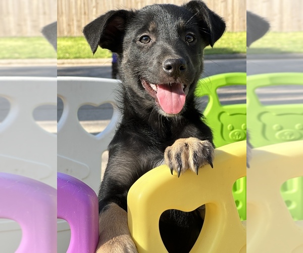Medium Photo #3 Australian Shepherd Puppy For Sale in CONROE, TX, USA