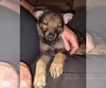 Small #3 German Shepherd Dog