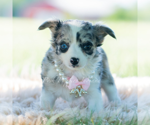 Medium Photo #53 Chihuahua Puppy For Sale in WARSAW, IN, USA