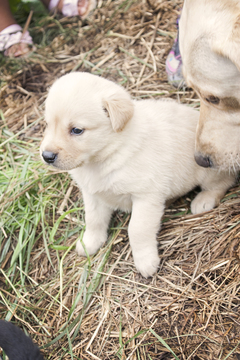 View Ad: Yellow Lab Retriever Litter of Puppies For Sale In Utah USA