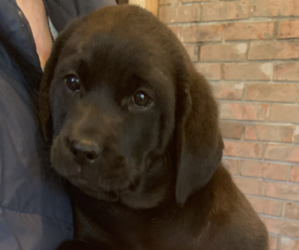 Golden Retriever Dogs for adoption in BOWMAN, GA, USA