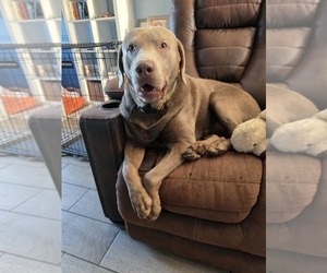 Father of the Labrador Retriever puppies born on 06/28/2026