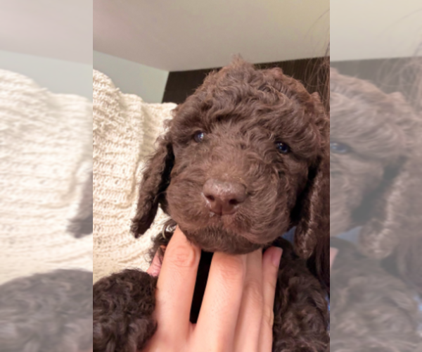 Medium Photo #3 Labradoodle mix (+ Poodle Standard) Puppy For Sale in CHULA VISTA, CA, USA