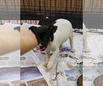 Small Photo #1 Chipin Puppy For Sale in LINCOLN PARK, MI, USA