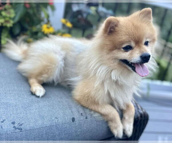 Medium Photo #2 Pomeranian Puppy For Sale in Cookeville, TN, USA
