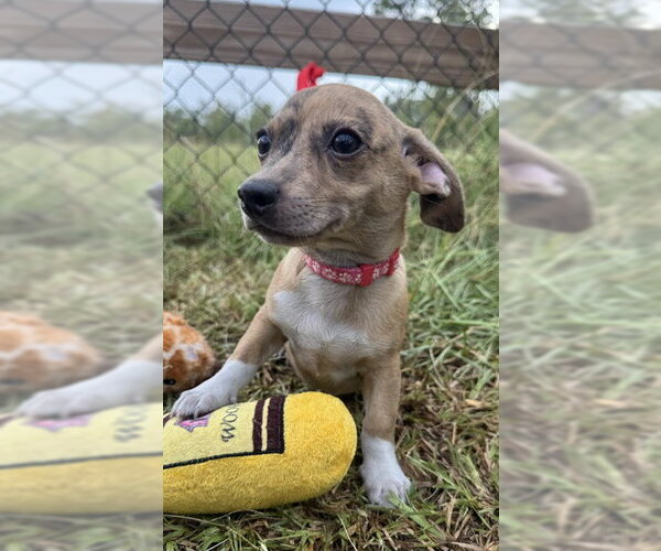 Medium Photo #3 Chihuahua-Unknown Mix Puppy For Sale in Tarrytown, GA, USA