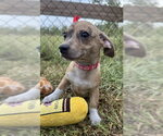 Small #2 Chihuahua Mix