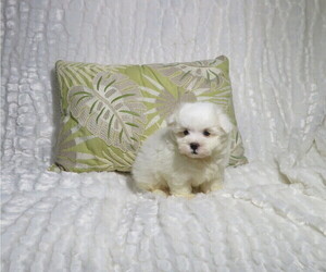 Maltese Puppy for sale in COOKEVILLE, TN, USA