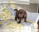 Small Photo #2 Labrador Retriever Puppy For Sale in GREENWOOD, WI, USA