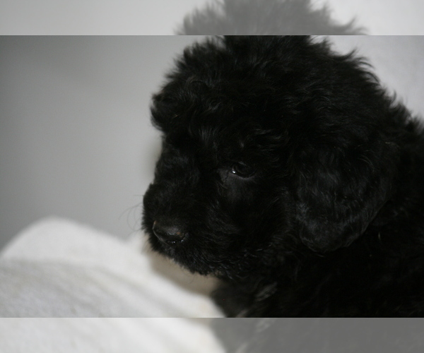Medium Photo #12 Newfoundland-Shepadoodle Mix Puppy For Sale in SHEBOYGAN FALLS, WI, USA