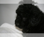 Small Photo #12 Newfoundland-Shepadoodle Mix Puppy For Sale in SHEBOYGAN FALLS, WI, USA