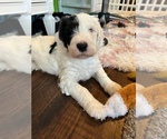 Small Photo #3 Sheepadoodle Puppy For Sale in BELLEFONTE, PA, USA