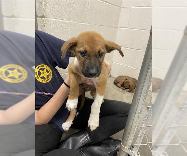 Medium Photo #1 German Shepherd Dog-Unknown Mix Puppy For Sale in Rosenberg, TX, USA